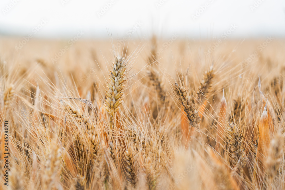 Fototapeta premium This close-up shot captures a mature wheat field, with golden ripe wheat ears ready for harvesting, showcasing rural agricultural scenery.