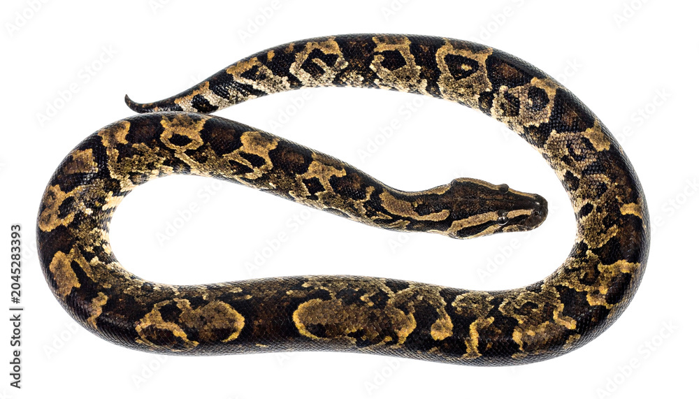 Obraz premium Indian python isolated on transparent background