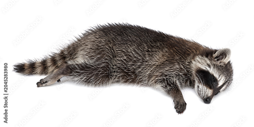 Naklejka premium A raccoon lies on its side with head down on a plain surface