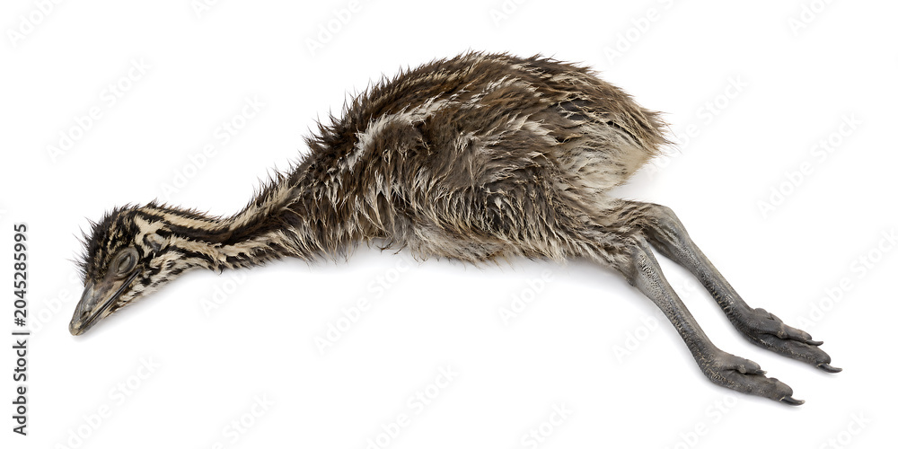 Obraz premium A dead ostrich lies on its side on plain surface in studio