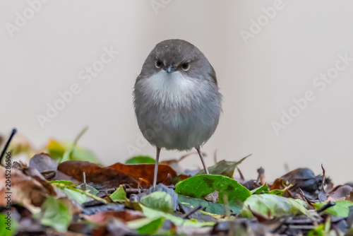 Male Superb Fairywren in the Garden on a Rainy Day