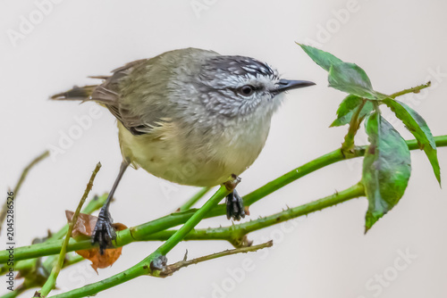 Yellow‑rumped Thornbill Perched Among Rose Branches in the Rain