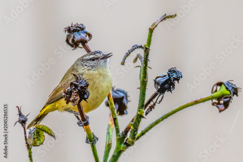 Yellow‑rumped Thornbill Eating Aphids on the Rose Branches in the Rain