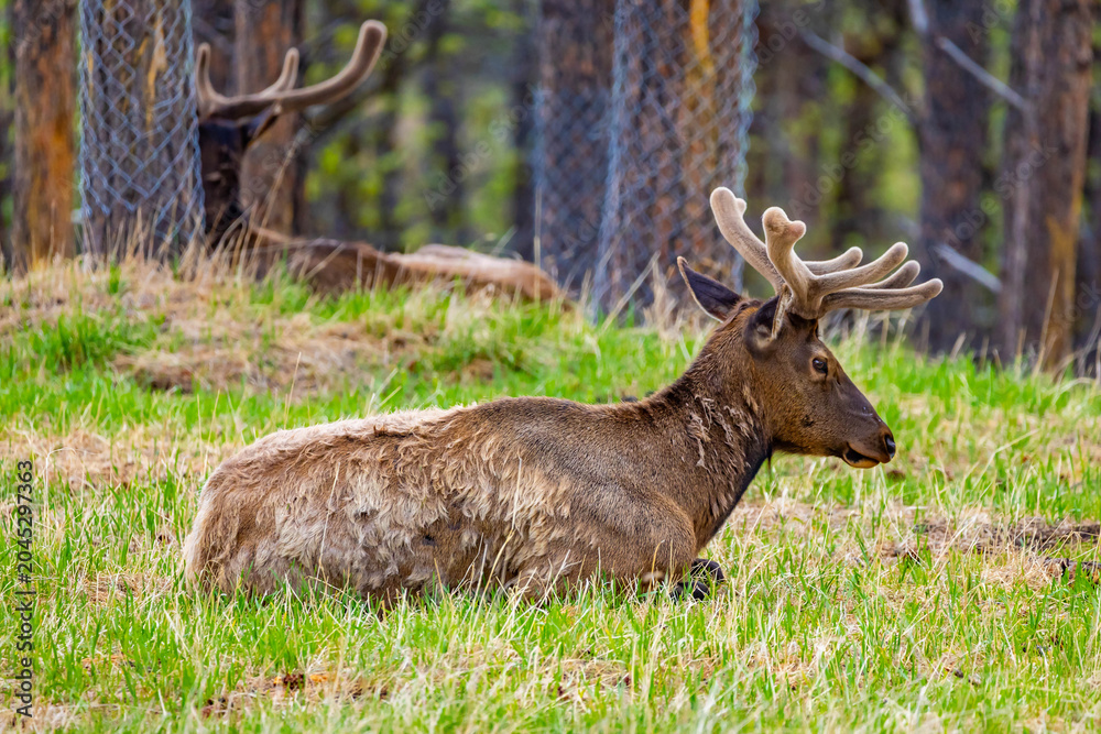 Obraz premium Bull Elk Herd Resting Velvet Antlers Black Hills