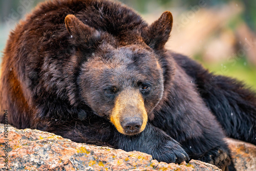 Fotografia Large Black Bear Resting on Rock Portrait Close Up