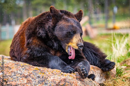 Valokuva Large Black Bear Resting on Rock Portrait Close Up