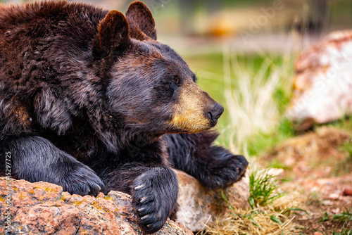 Φωτογραφία Large Black Bear Resting on Rock Portrait Close Up