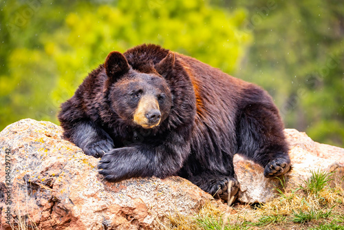Foto Large Black Bear Resting on Rock Portrait Close Up