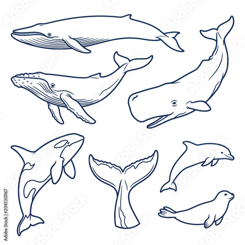 Whales and dolphins marine animals illustration.
