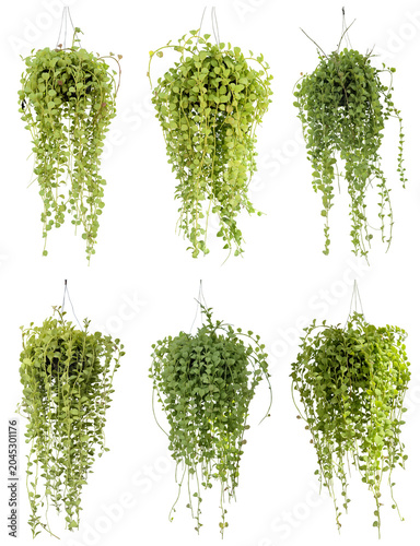 Bild auf Leinwand photograph showcasing a collection of six lush string of hearts (ceropegia woodii) plants with long trailing vines, isolated on a transparent background