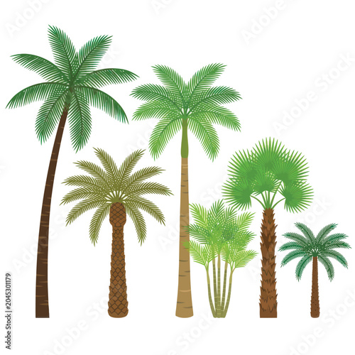 Collection of Various Palm Tree Species.