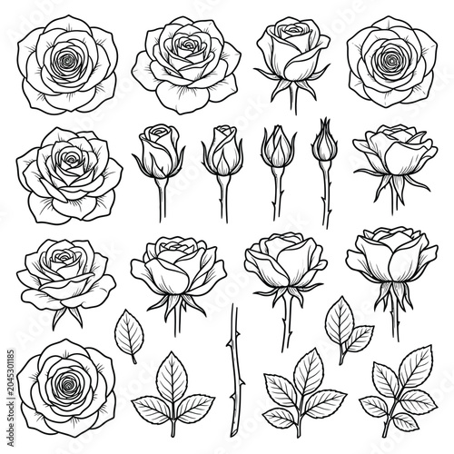 Detailed line drawings of roses.
