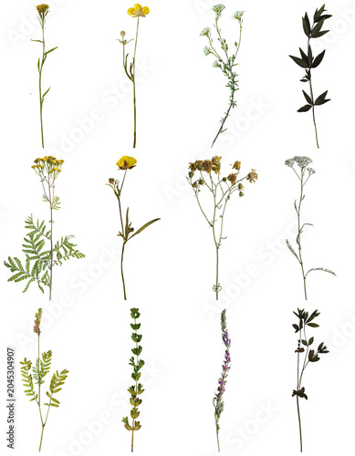 Fotografía photograph of a collection of twelve isolated dried, pressed wildflowers and plants with thin stems and small blooms
