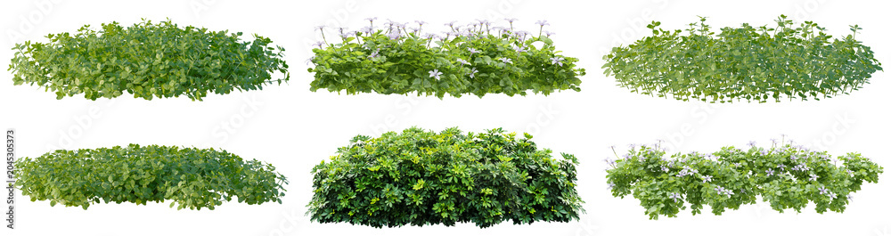 Obraz premium collection of six isolated lush green garden bushes and flowering hedges, showcasing diverse foliage and small white blossoms, on transparent background.