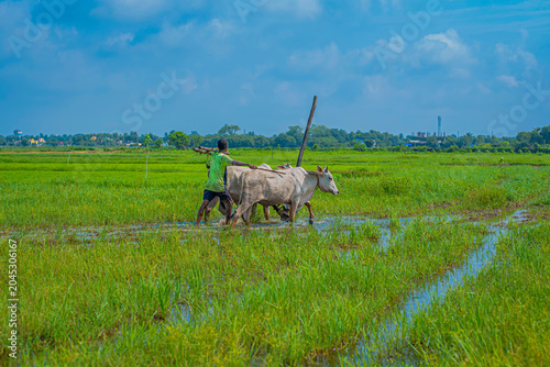 Foto a farmer plowing farm with bullock long short