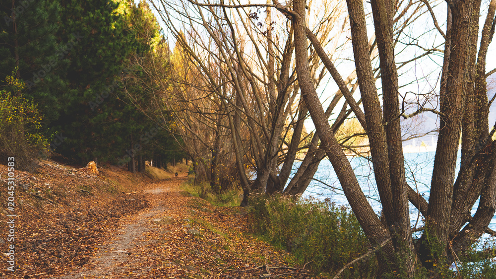 Naklejka premium autumn forest trees pines path walking peaceful nature scenery new zealand south island