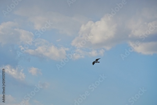 birds in flight