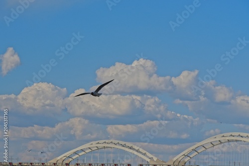 seagull flying over the city