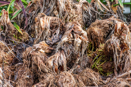 Photography Close Up of a Dead Agapanthus Plant