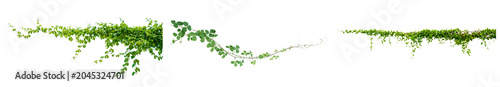 Foto lush green climbing vines and foliage, captured as isolated elements on a pure transparent background, perfect for natural overlays and design projects