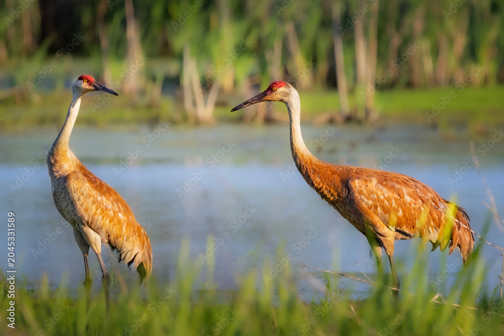 Fototapeta premium Mated pair of a Sandhill Crane