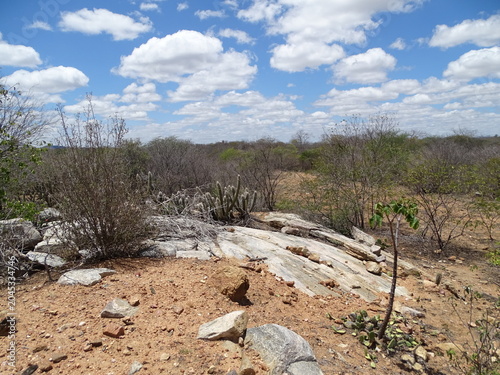 Caatinga brasileira