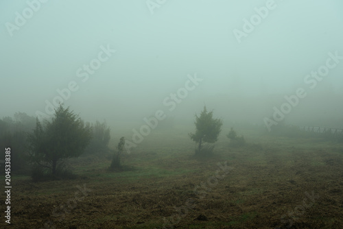 Tableau sur toile Mysterious dense fog envelops a desolate landscape with sparse trees and ground