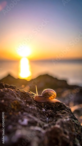A snail, illuminated by the warm light of sunrise, rests on a textured rock, with the ocean in soft focus