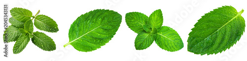 Schilderij op canvas Fresh vibrant mint leaves with water droplets, a collection of fragrant herbs, isolated on a transparent background