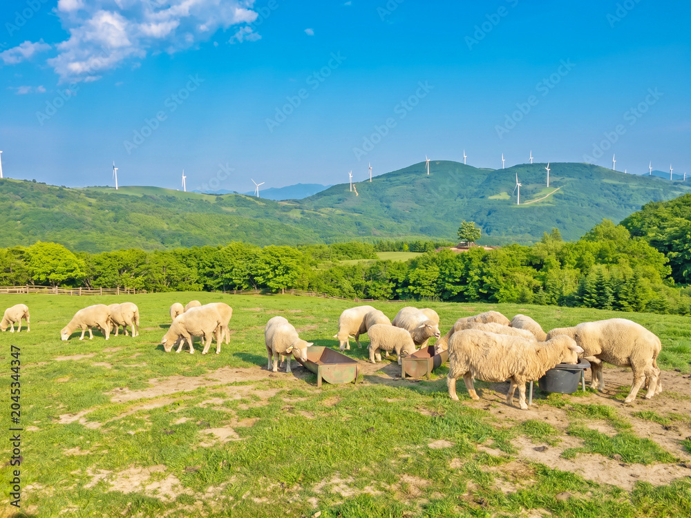 Fototapeta premium Flock of sheep grazing on a green pasture with wind turbines on the rolling hills