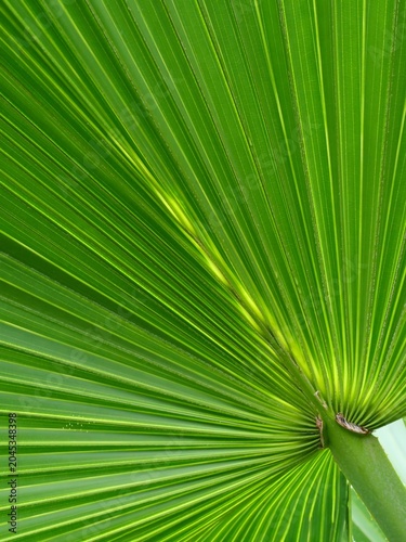 Vibrant green palm leaf showing intricate natural pattern and radiating lines