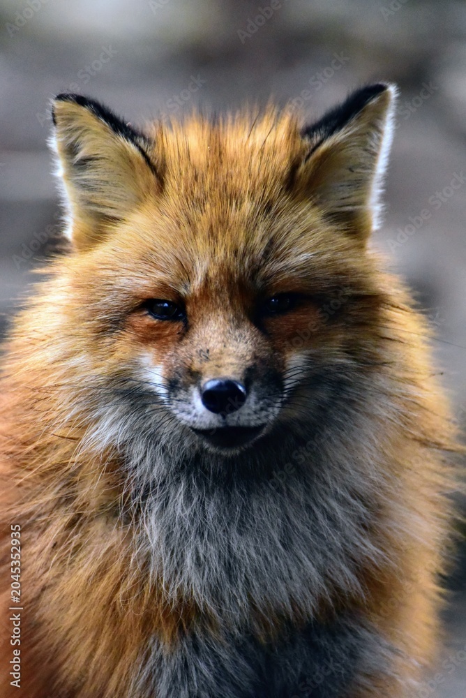 Fototapeta premium Close-up portrait of a fluffy red fox with vibrant fur looking at the camera in Miyagi Zao, Japan