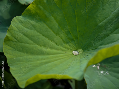 Slika na platnu Close up of dewy lotus leaves in summer pond