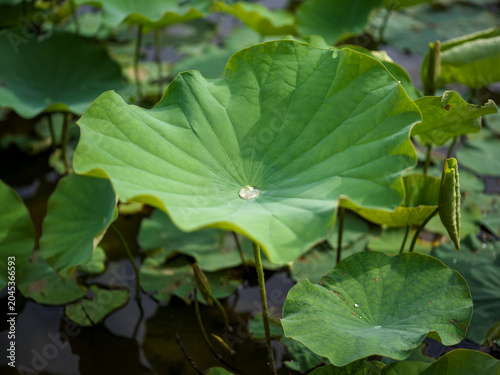 Foto Summer Lotus Pond Dewy Lotus Leaves Natural Scenery