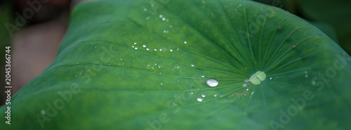 Obraz na płótnie Close up of dewy lotus leaves in summer with traditional Chinese style