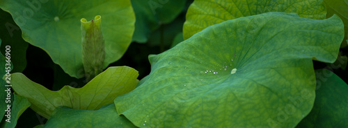 Summer Pond Lotus Leaves and Buds Fresh Scenery