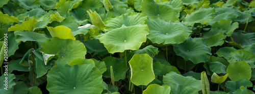 Summer lotus pond full of lush green lotus leaves scenery