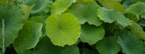 Summer Lotus Pond Green Lotus Leaves Natural Landscape