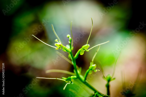 Close-up macro photography of a unique vibrant green wildflower or plant bud with delicate thin filaments blooming against a soft blurred natural background.