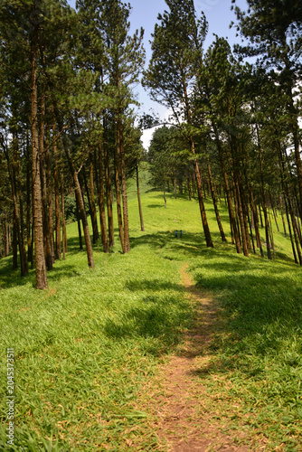Peaceful Woodland Path Across Rolling Green Hills, Bellwood, Sri Lanka