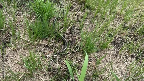 Common Garter Snake In Natural Grass.garter snake moving through dry grass and green vegetation in a natural habitat. Wildlife scene featuring a nonvenomous snake in the Canadian prairie ecosystem