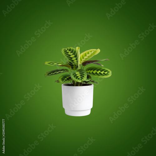 Potted Green Plant on Gradient Background