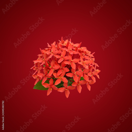 Vibrant Red Flower Arrangement on Dark Background