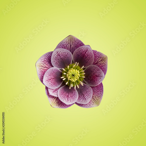 Close-up of purple Hellebore flower on yellow background