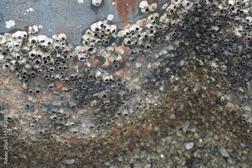 Canvastavla Close-up of a cluster of barnacles attached to a weathered surface