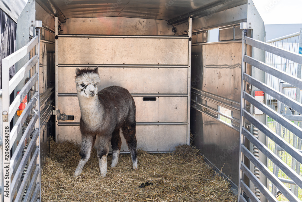 Naklejka premium A young alpaca stands inside a livestock trailer, ready for transport to a fair in England, United Kingdom. The animal is standing on straw bedding, with metal trailer walls and.