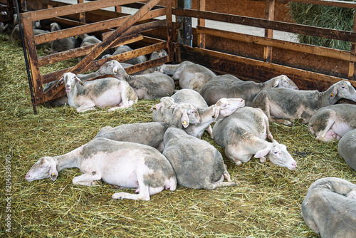 Canvas Print A flock of sheep rests on hay inside a wooden pen in the Emilia-Romagna region of Italy
