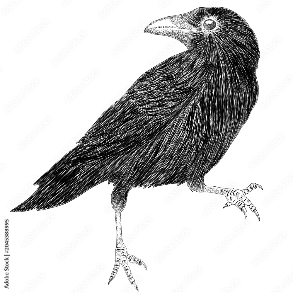 Fototapeta premium Crow have a distinctive hoarse voice and their jet black feathers are often associated with negative energy, black magic, or magical things.