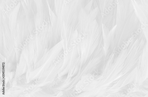 Beautiful white grey bird feathers pattern texture background.