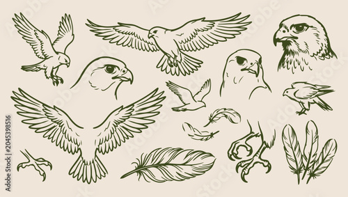 Konstfotografi Hawk raptor bird, hunting nature sketch, minimal hawk art, clean wildlife illust